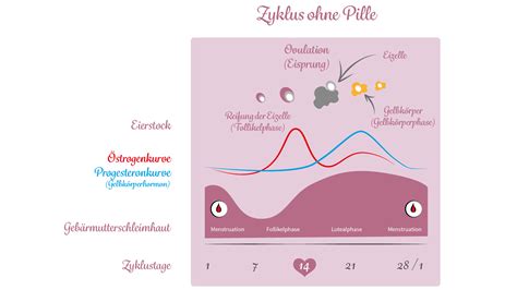 Zyklus Bewusstverh Ten