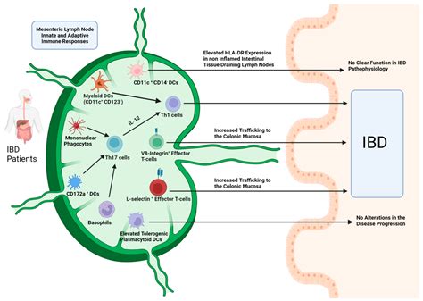 Ijms Free Full Text The Role Of The Lymphatic System In The