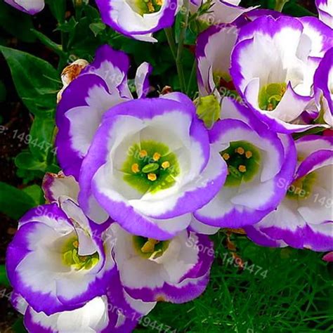 Большая распродажа! 100 шт./пакет многоцветный Эустома flores ...