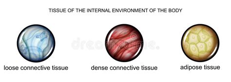 Connective Tissue Stock Illustrations – 1,439 Connective Tissue Stock ...