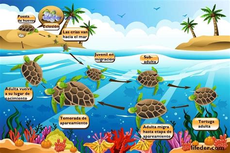 Ciclo De Vida De La Tortuga De Mar Para Niños