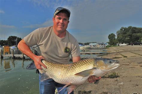 Showcasing The Dnr Work On Invasive Grass Carp Continues In Lake Erie