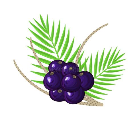 Acai Ilustrações Vetores E Clipart De Stock 2382 Stock Illustrations