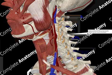 Inferior Root Of Ansa Cervicalis Complete Anatomy