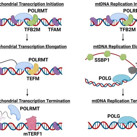 The Role Of Mitochondrial Proteins In Initiation Elongation And