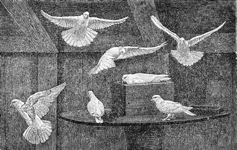 Domestic Pigeons Vintage Engraving 40133492 Stock Photo At Vecteezy