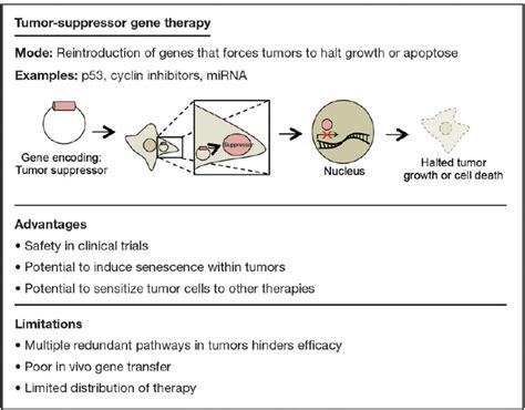 Examples Advantages And Limitations Of Tumor Suppressor Gene Therapy