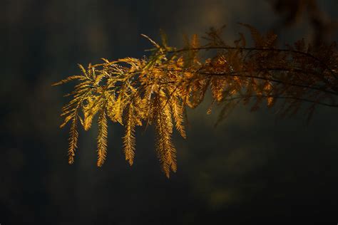 First Morning Light Piemonte Italy Prima Luce Mattutina Roberto