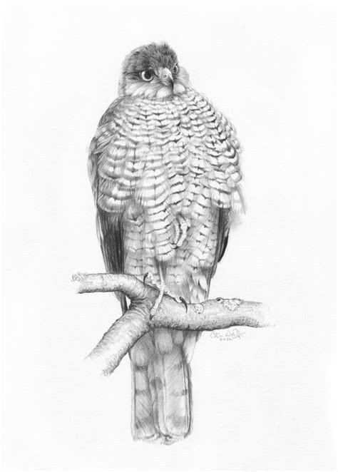 Sparrowhawk Study Colin Woolf Fine Art