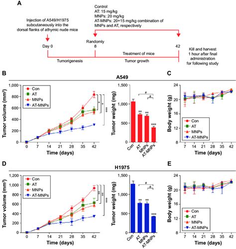 Fe O Mnp And At Combination Suppressed Tumor Growth In Nsclc