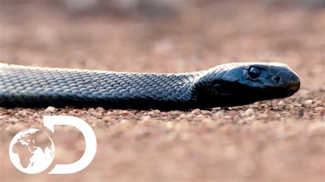 Most Venomous Snake In The World