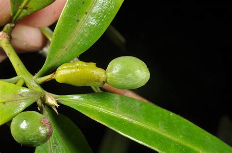 Podocarpus Rumphii Podocarpaceae Image At Phytoimages Siu Edu