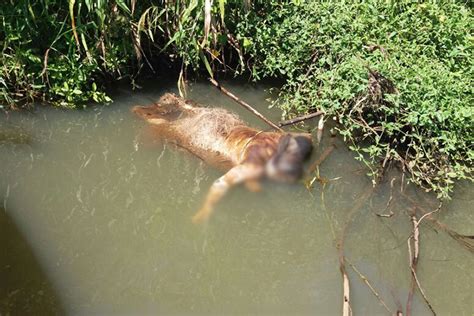 Corpo Sinais De Execu O Encontrado No Rio Taquari Em Estrela