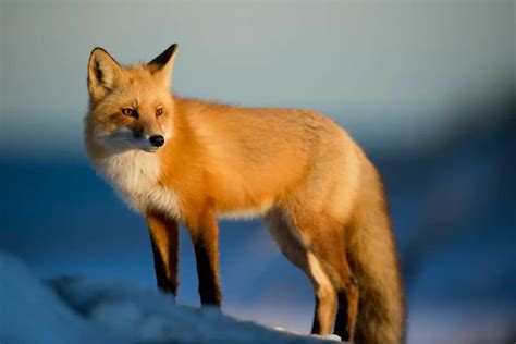 11 Common Dream About Fox And Their Meanings The Sleep Diary