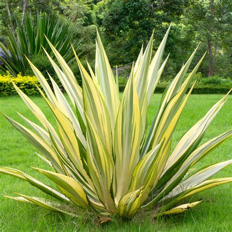 Экзотика для контейнеров : Yucca flamentosa «Color Guard» ЮККА НИТЧАТАЯ ...
