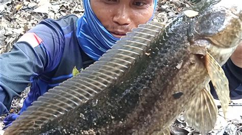 Kihung Bujuk Pakai Umpan Jangkrik Jos Mancing Umpan Youtube