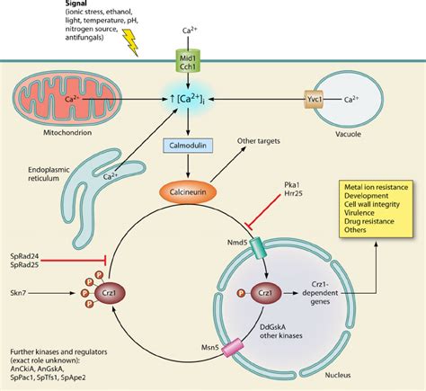 The Calcineurin Crz Signaling Pathway When The Cytosolic Ca