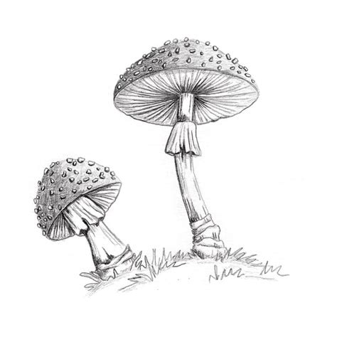 How to Draw A Mushroom (realistic) step by step 🍄