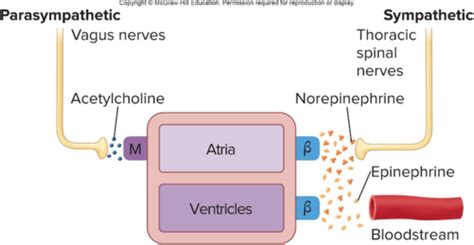 BIOL 2213 Final Exam Flashcards Quizlet