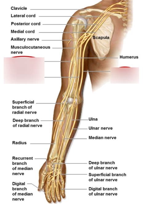 Diagram Of Brachial Plexus Quizlet