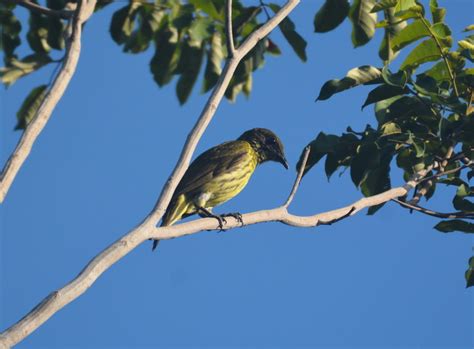 Foto Araponga Do Nordeste Procnias Averano Por Felipe Dourado Wiki