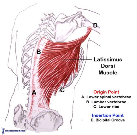 Latissimus Dorsi The Large And Powerful V Shaped Muscle On Our Back