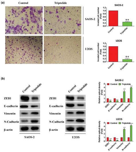 Inhibition Of Invasion By Triptolide A SAOS2 And U2OS Cells Invasion