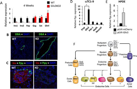 Pp Cells And Ppy Are Novel Targets For Glis3 Regulation A Relative