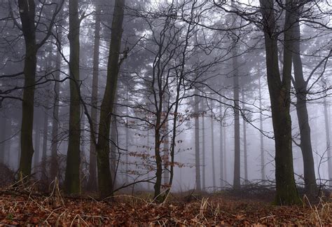 El Bosque Y La Guerra En La Antig Edad Cl Sica Ii Litanam Y Teutoburgo