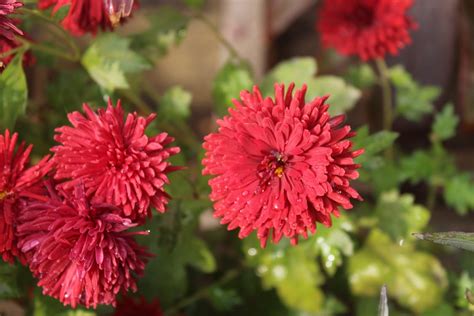 Kostenloses Foto Zum Thema Blumen Rote Blüten