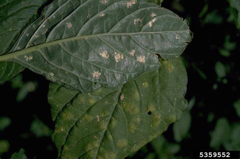 White Rust Albugo Tragopogonis