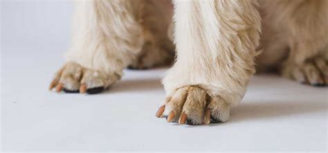 Can You Declaw A Dog