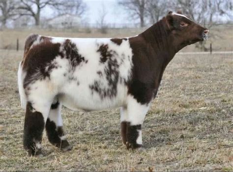 Fluffy Show Cattle Cattle Show Cows