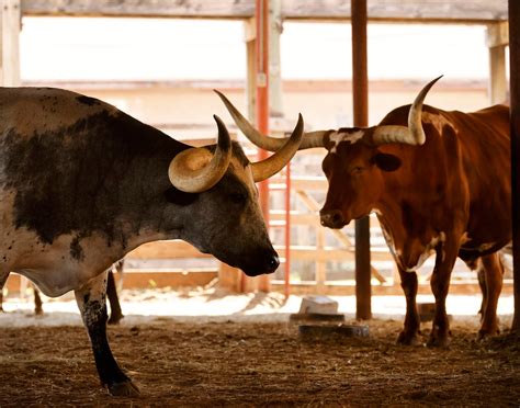 Afternoon Cattle Drives In Fort Worth Canceled Amid Sweltering Heat