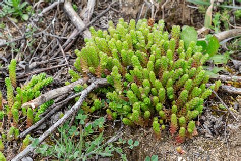 Sedum Sexangulare Tasteless Stonecrop Detail The Fleshy Leaves Of The