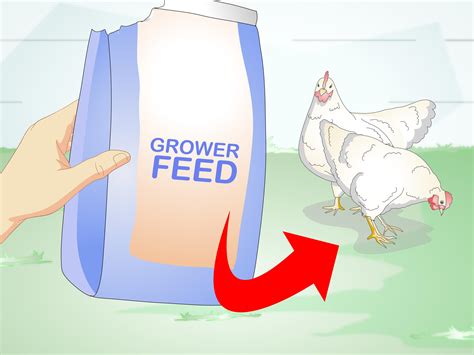 How to Feed Laying Hens: 11 Steps (with Pictures) - wikiHow