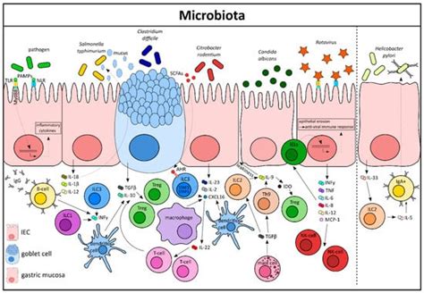 Cells Free Full Text Cytokine Mediated Crosstalk Between Immune Cells And Epithelial Cells