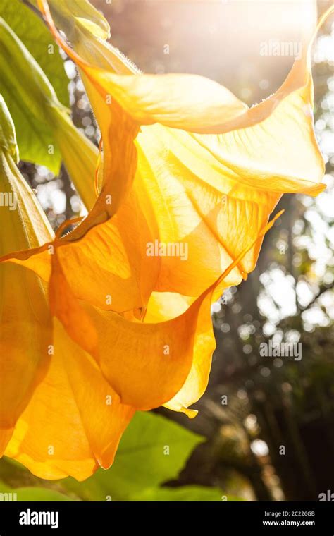 Angel Trumpets Brugmansia Suaveolens Stock Photo Alamy