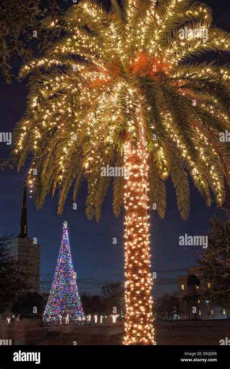 Palm tree with Christmas lights on Marion Square in historic Charleston ...