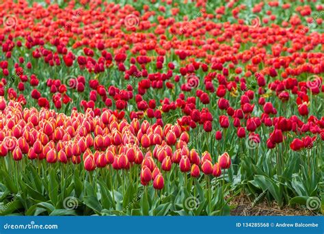 Pink and Red Tulip Field in Netherlands Stock Photo - Image of lisse ...