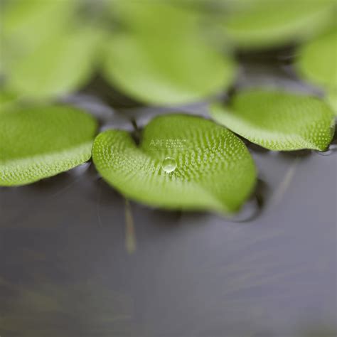 Salvinia Minima | Floating Plants | Aquarium, Pond & Water Gardens ...