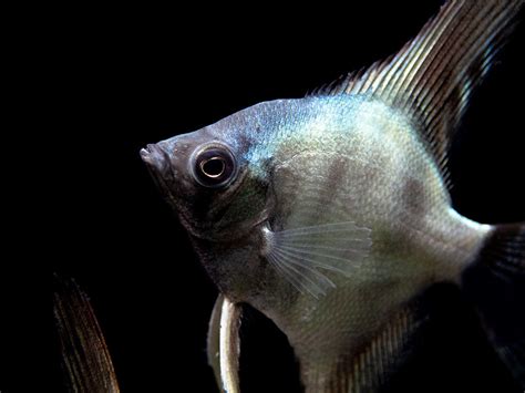 Avatar Turkey Green Angelfish P Scalare Tank Bred Aquatic Arts On