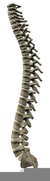 spinal cord clip art 10 free Cliparts | Download images on Clipground 2024