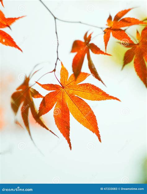 Korean Red Maple Leaves Stock Image Image Of Background 47233083