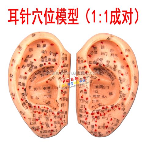 Acupuncture Ear Model Chinese Medicine Acupoint Model Buy Ear Model