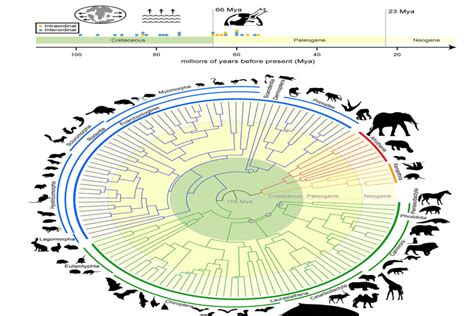 Mammalian Tree Of Life Traces Evolution Of Mammals Back Million