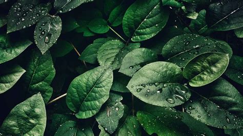 33+ Leaf Wallpapers - WallpaperBoat