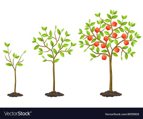 Growth Cycle From Seedling To Fruit Tree Vector Image