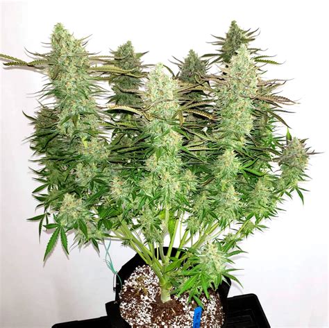 Simplest Cannabis Plant Training Guide Grow Weed Easy