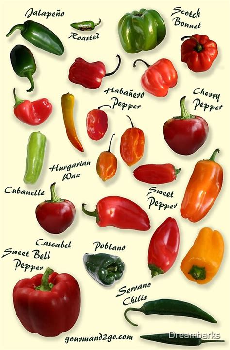 Chili Pepper Identification Posters By Dreambarks Redbubble